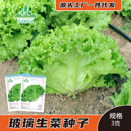 Glass lettuce, balcony basin, leafy vegetables, sweet and c