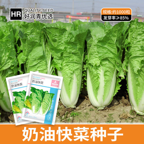 Cream fast vegetables, fast-growing hybrid pot, bok choy, c