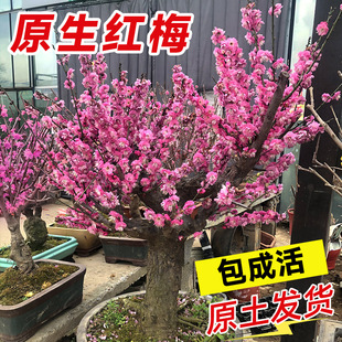 Plum blossom pot, old stake, red plum, wintersweet, old sta