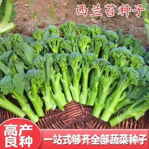 西兰苔种子芥兰种籽芥菜苔种子耐