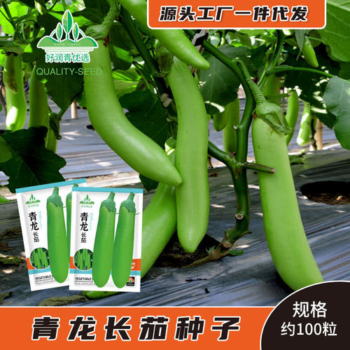 New Green Dragon Long Eggplant Green Long Eggplant Green Lo