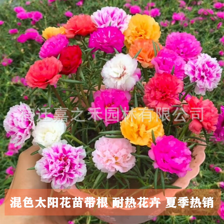 Double petaled sunflower seedlings, indoor potted green pla