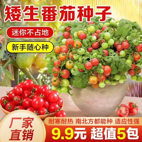 New dwarf tomato basin, small tomatoes, cherry tomatoes, ch