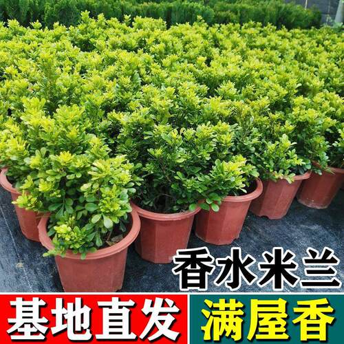 Milanpotwithgreenplantsi