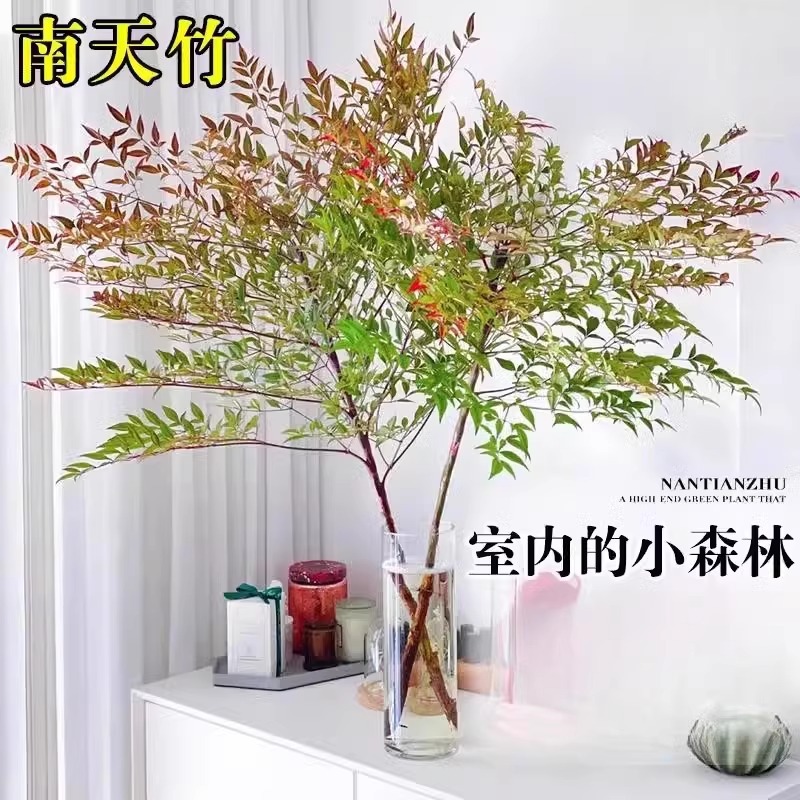 South Sky Bamboo Bonsai Hydroponic Plants Indoor Living Roo