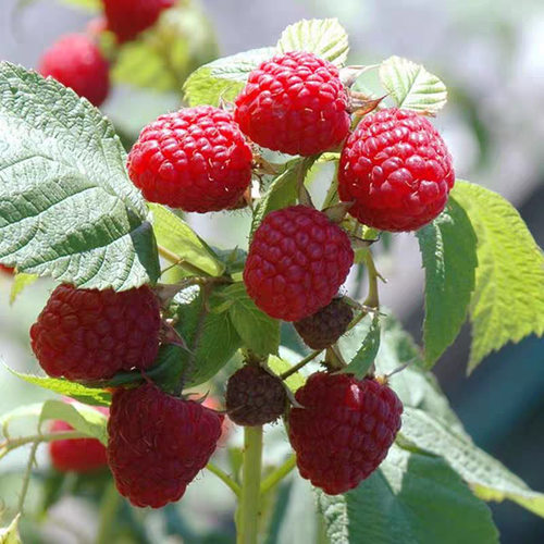 Fruittreesseedlingssouther