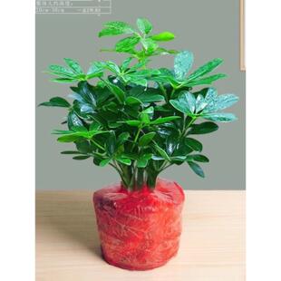 Duck footed wooden pot plants can be seven leaf lotus old p