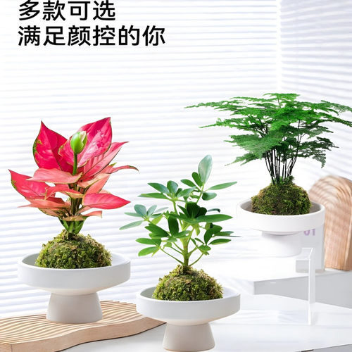 NewMossBallPlantIndoorGo