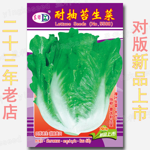 耐抽苔生菜种子农田菜园生菜种