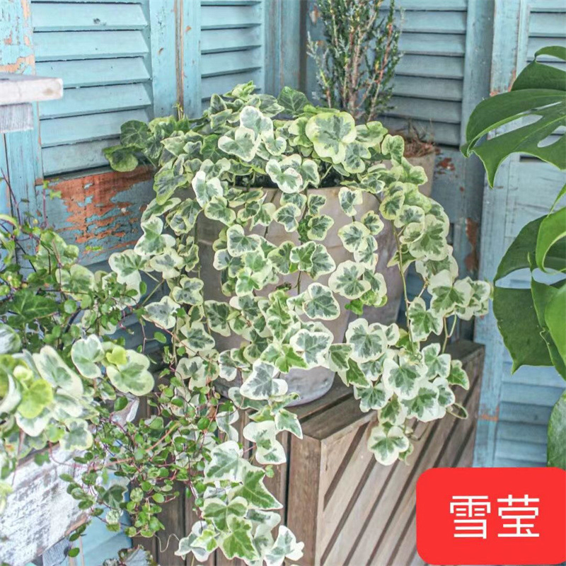 Xueying Ivy Potted Plant Imported Rare Climbing Vine Observ
