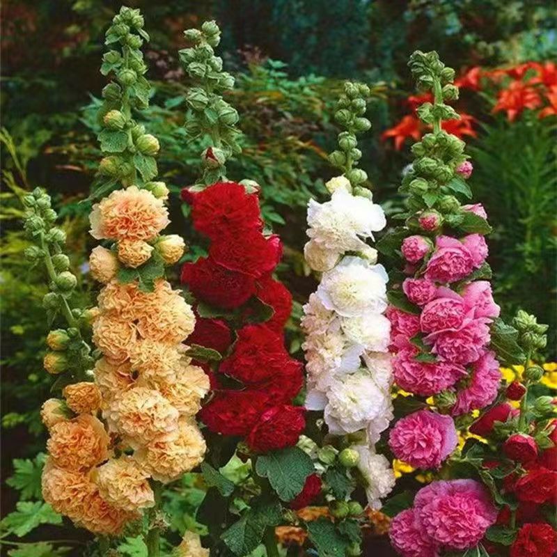 Flowers, plants, seeds, small daisies, roses, suns, peonies