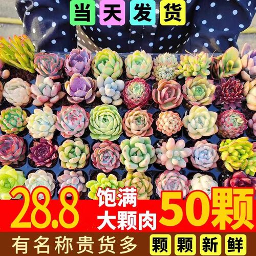 Succulentplantsbigoldpile