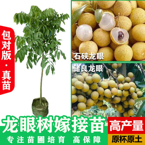 NewGuangxiShixiaMiaoChuli