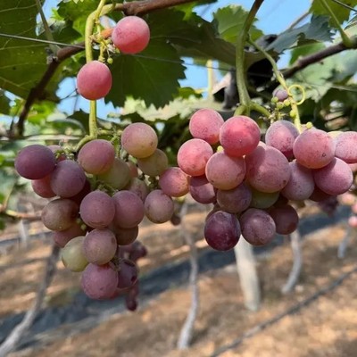 巨峰葡萄 15年老树大须葡萄8分甜2分酸刚开园现摘现发货