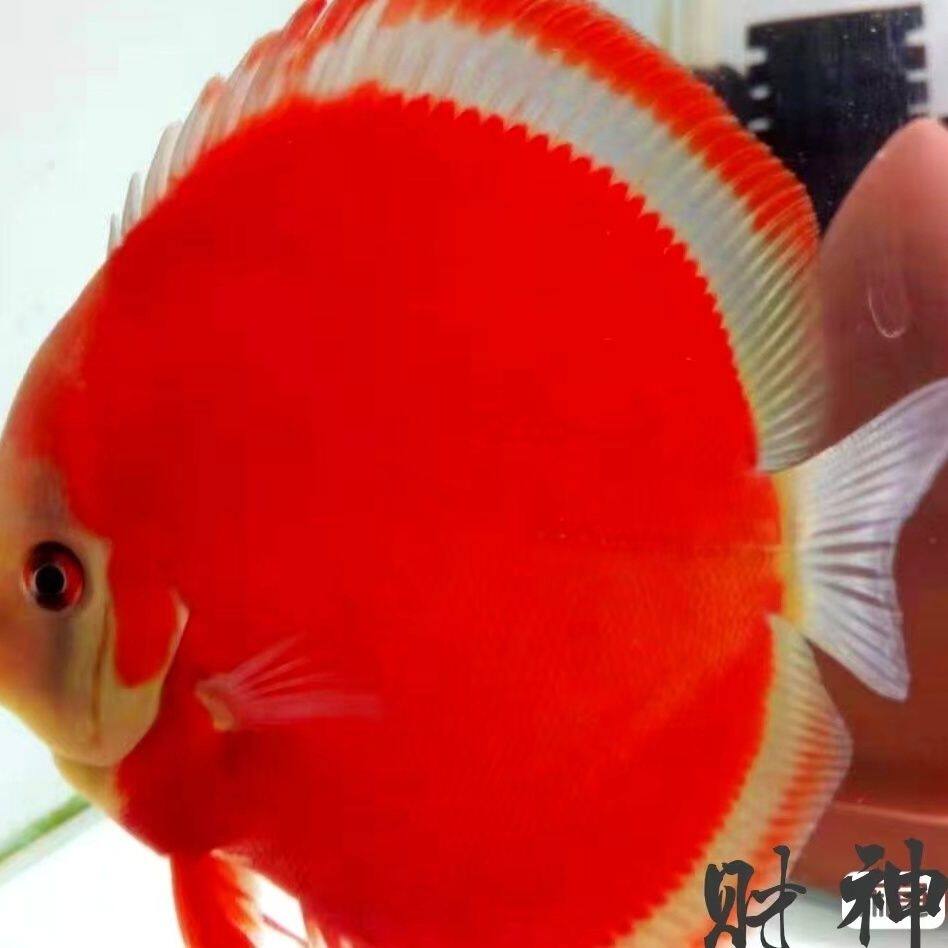 七彩神仙鱼野血紫嫣财神苗子热带观赏鱼大全高档七彩燕鱼