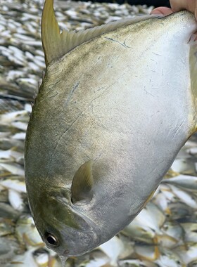 5条深海金鲳鱼400-500g/条 顺丰包邮 鲜活速冻非活发广东海鱼