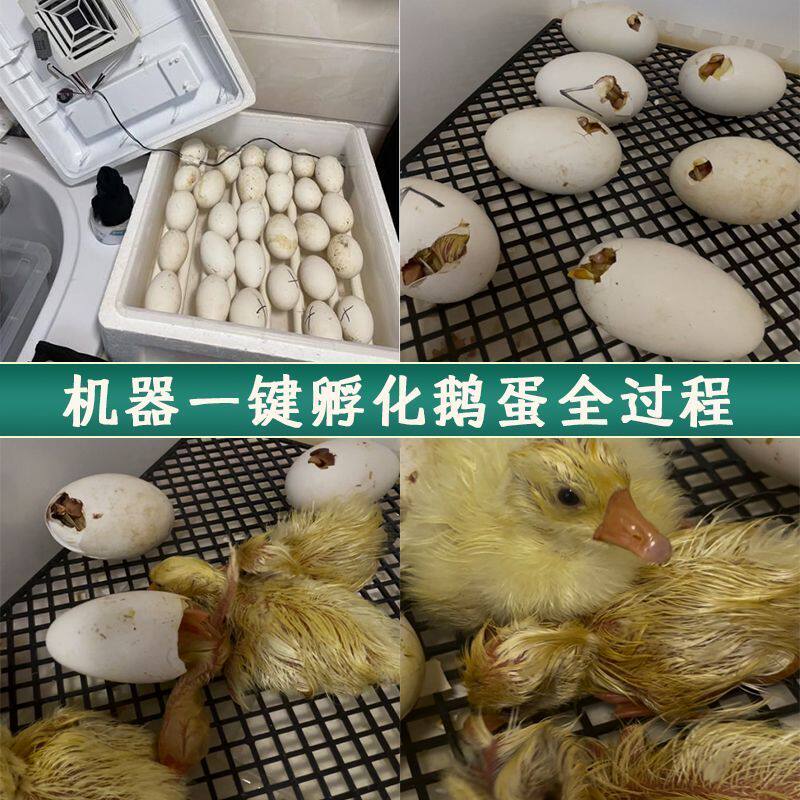 孵化器智能全自动孵蛋机小鸡鸭鹅鸽子鹌鹑芦丁小型家用卵化机