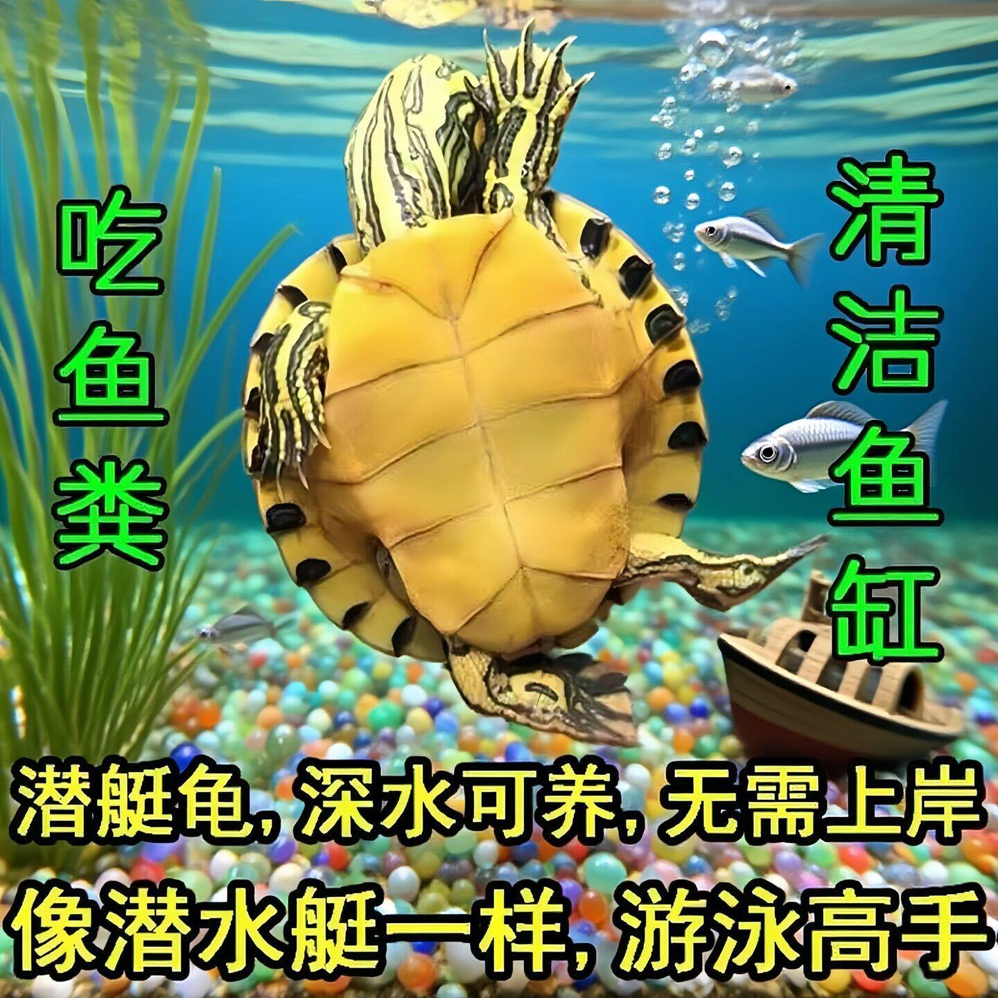 超小黄耳龟净鱼缸水质深水吃鱼粪金边小黄耳稀有迷你黄耳苗清鱼粪