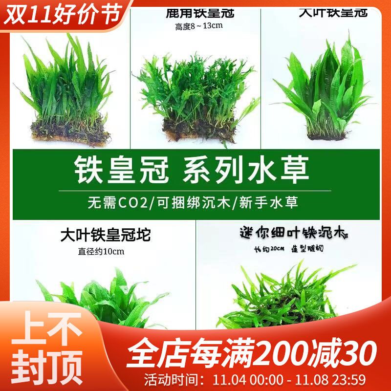 水草赖养鹿角铁细叶铁大叶铁皇冠水养增化水溶莫斯铁皇冠