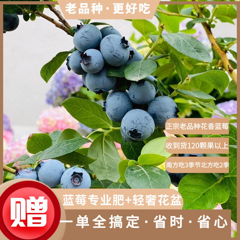 超好养云南高原老品种花香蓝莓【小梦宠粉福利】
