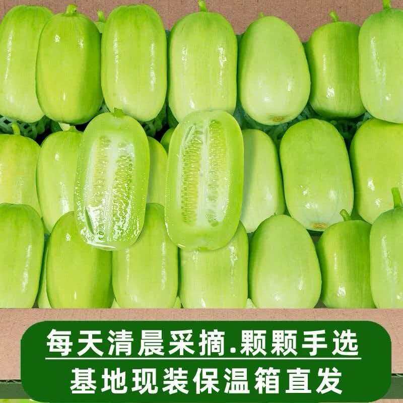 山东寿光现摘现发玉女小黄瓜新鲜拇指水果黄瓜鲜脆爽口皮薄多汁