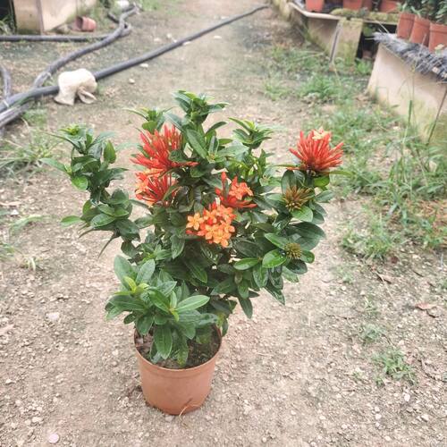 高级绿植中国红龙船花绣球花阳台客厅庭院办公楼观赏绿植(30厘米