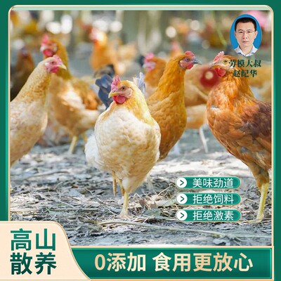 劳模大叔2只装2年散养土鸡活鸡农家散养老母鸡两只净重四斤以上