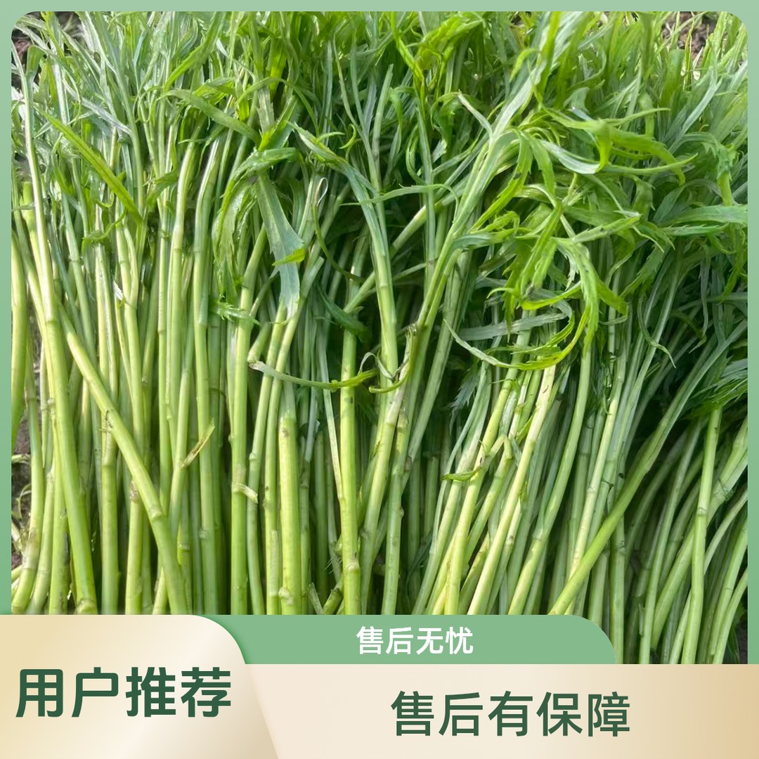 【当天发】南京八卦洲青蒿藜蒿香味浓郁现采现摘*切根发