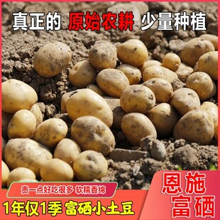 新鲜农家现挖恩施自种富硒小土豆黄心土豆迷你马铃薯洋芋5斤装