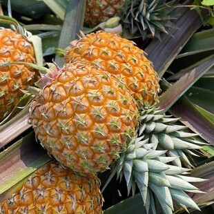 高端品种台农23号芒果凤梨树上自然熟芒果凤梨海南芒果凤梨