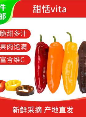 现摘现发荷兰高VC甜恬vita水果甜椒225g/包*3包