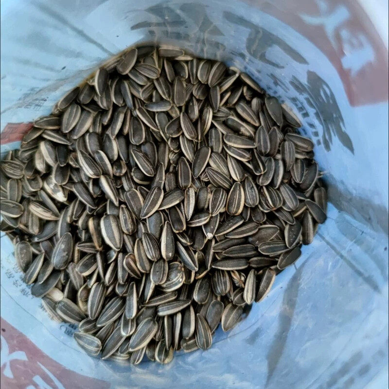 @新疆包邮西藏秋乡黑丁儿瓜子黑珍珠葵花籽奶油新货油葵现炒货原