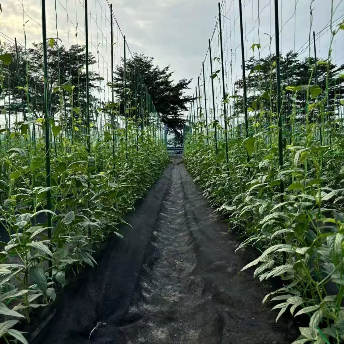 豆角爬藤方格网百香果爬藤网18股粗聚乙烯材质20厘米网孔工厂直发