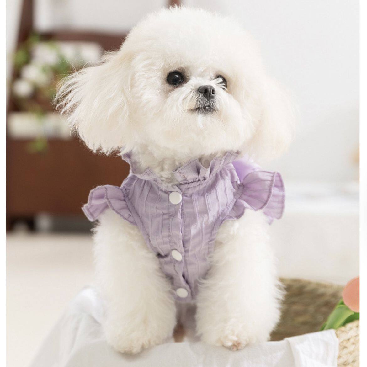 狗狗紫色百褶公主裙宠物衣服防掉毛泰迪比熊博美小马春夏薄款裙子