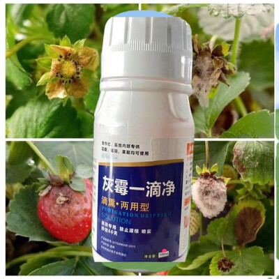 灰霉一滴净农药助剂熏蒸两用一亩一瓶