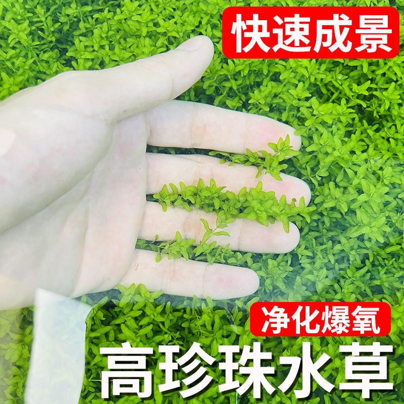 水草阴性水草高珍珠水草鱼缸造景全套好养日本珍珠草新手真草水培