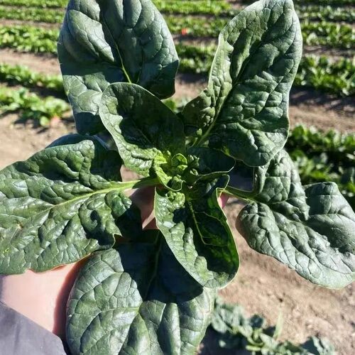 河南露天矮杆趴地菠菜红根小菠菜厚叶菠菜青菜蔬菜现挖3斤5斤