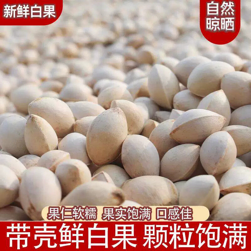 精选银杏果当季生白果带壳大果软糯香甜原味纯粹天然本味颗粒饱满