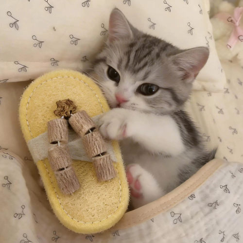 丝瓜络猫玩具拖鞋自嗨解闷神器逗猫棒木天蓼啃咬洁齿小猫咪磨牙棒