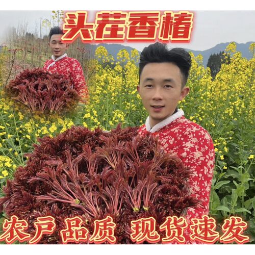 露天香椿芽四川省大竹县正宗头茬红油香椿芽