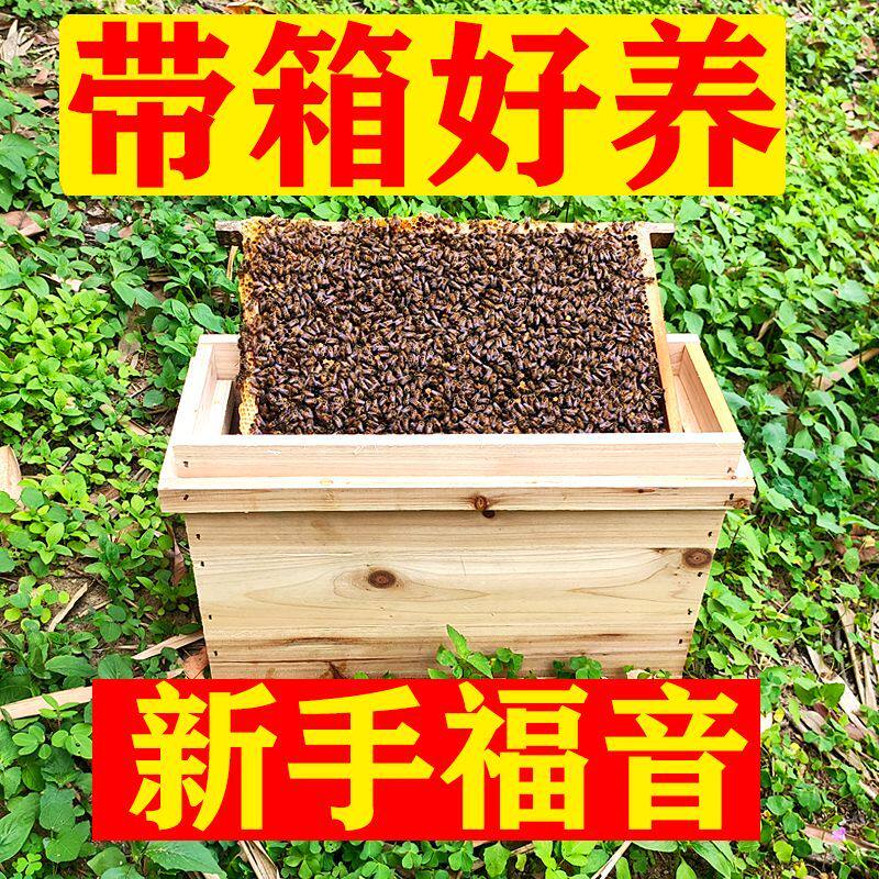蜜蜂带王一窝中华蜜蜂中蜂带箱子一整箱出售蜂王新手家养
