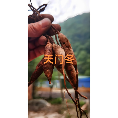 新鲜现挖天冬天门冬中药润肺养肾滋阴去火增强免疫养身8斤价