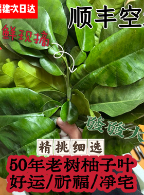 现摘新鲜柚子叶顺丰空运碌柚现摘带枝50老树柚子叶青团带枝树叶子
