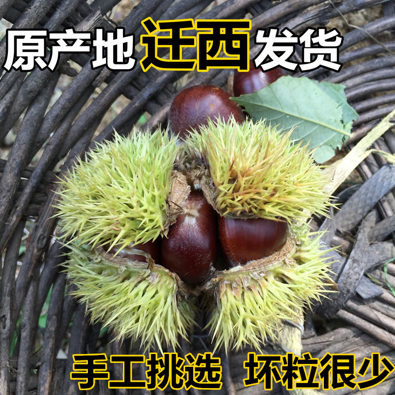 2025年正宗迁西板栗 生新鲜河北野生栗子小板栗迁西小伟板栗包邮