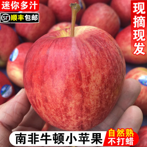 精选品质！南非牛顿小苹果！脆甜