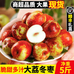 正宗陕西大荔冬枣鲜枣5斤新鲜水果当季现摘脆甜大枣礼盒顺丰包邮3