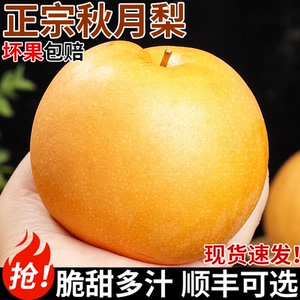 正宗莱阳秋月梨！果大饱满！脆甜