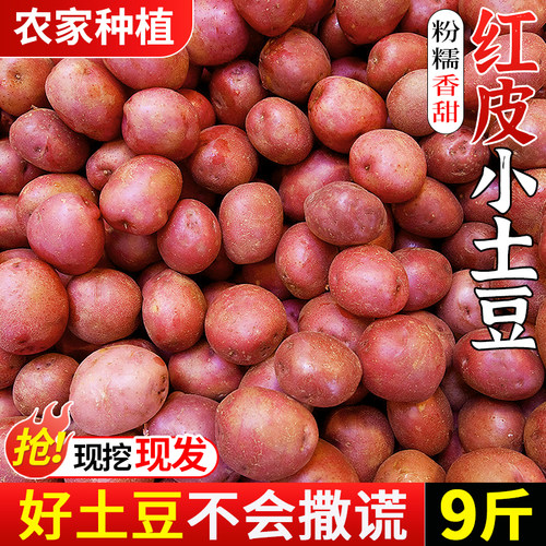 现挖现发!云南红皮土豆!粉糯香甜