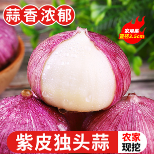 包邮 2025独头蒜新鲜大蒜头干蒜应当季 蔬菜紫皮圆头独蒜红辣蒜整箱