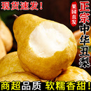 正宗中华丑梨山东烟台莱阳梨软糯香甜太婆梨啤梨当季 新鲜水果整箱
